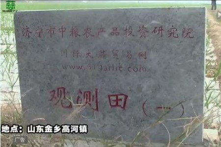 2015年金鄉(xiāng)觀測(cè)田新蒜長(zhǎng)勢(shì)記錄—“老石說市”第十六期 ()