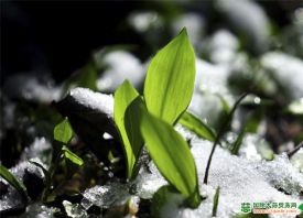 德國(guó)：大雪中探頭的野生大蒜 ()