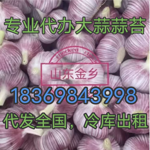 專業(yè)代收代存大蒜蒜苔冷庫出租