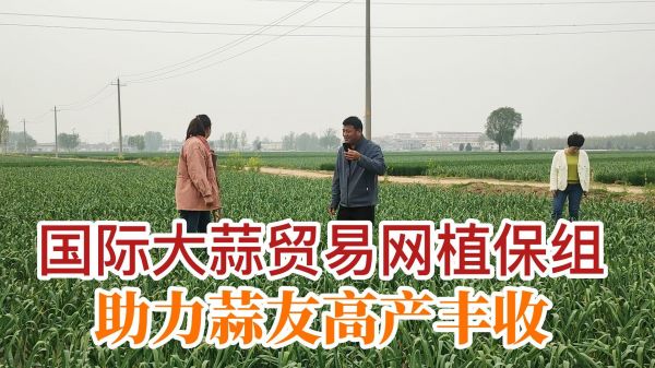 國(guó)際大蒜貿(mào)易網(wǎng)植保組助力蒜友高產(chǎn)豐收 (709播放)