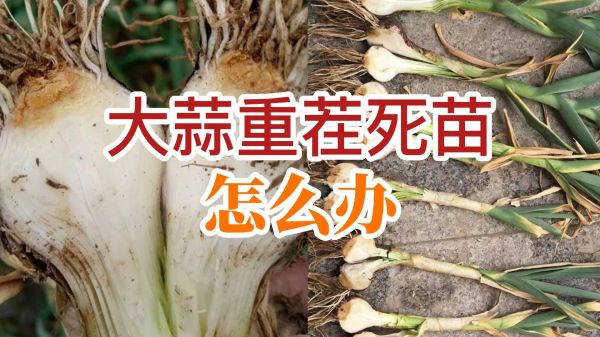 大蒜重茬死苗怎么辦 (770播放)