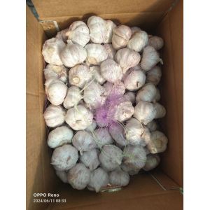 大蒜加工、出口 Garlic exporter