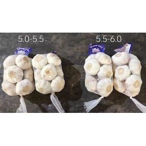 大蒜加工、出口 Garlic exporter