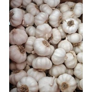 大蒜加工、出口 Garlic Exporter