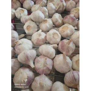 大蒜加工、出口 Garlic Exporter